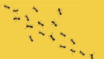 النمل يغزو الفيسبوك