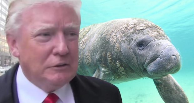 ظهور اسم ترامب على ظهر خروف البحر في ولاية فلوريدا الأمريكية