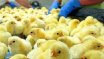 قانون جديد يحظر قتل ذكور الدجاج في ألمانيا
