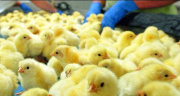 قانون جديد يحظر قتل ذكور الدجاج في ألمانيا