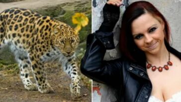 ألمانيا: نمر يهاجم عارضة أزياء خلال جلسة تصوير