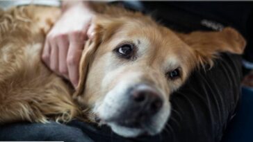 كرواتيا: القبض على سائح ألماني قتل كلبه بوحشية بواسطة مطرقة